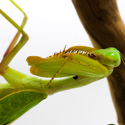 Sphodromantis lineola en gros plan